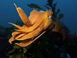Giant Cuttle, Clovelly by Doug Anderson 
